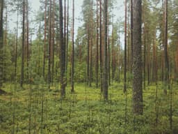 Crowned Champions 👑